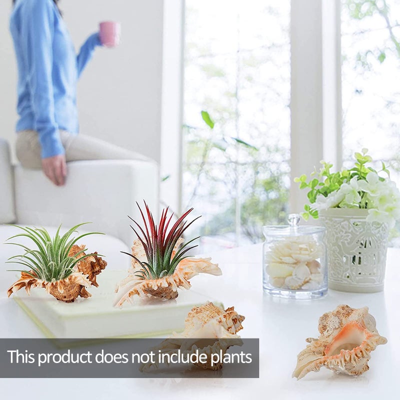 ANPHSIN 4 Pack Conch Sea Shell Air Plant Holders- 4-5 inches Natural Airplant Pot  Decorative Tillandsia Succulent Display Container for Gardening Housewarming Gifts Home Table Decors  No Plants - Image 2